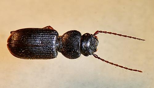 Carterus sp.